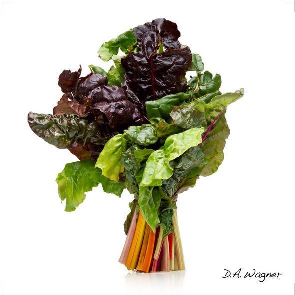 David Wagner Artist Hand Signed Open Edition Gallery Wrap Canvas Giclee: "Rainbow Chard"