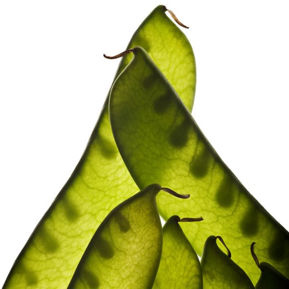 David Wagner Artist Hand Signed Open Edition Gallery Wrap Canvas Giclee: "Snow Peas"