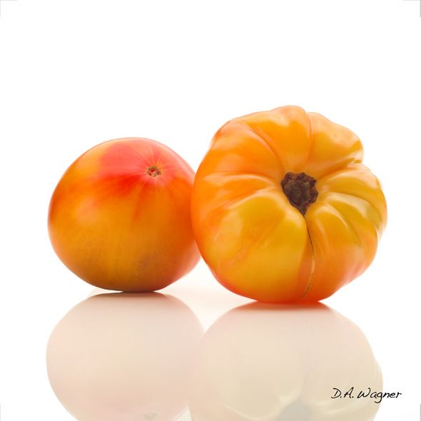 David Wagner Artist Hand Signed Open Edition Gallery Wrap Canvas Giclee: "Striped German Tomato"