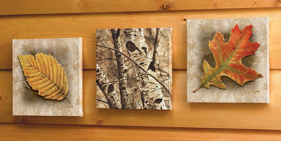 David Wenzel Set of 3 Gallery Wrapped Open edition Canvas: "Autumn Leaf"