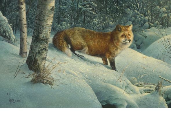 Denis Mayer Jr Hand Signed and Numbered Limited Edition Canvas Giclee:"Cautious Roamer"