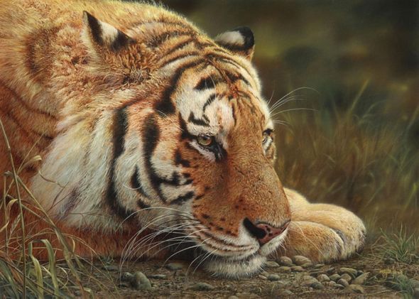 Denis Mayer Jr Hand Signed and Numbered Limited Edition Canvas Giclee:"Beauty at Rest"