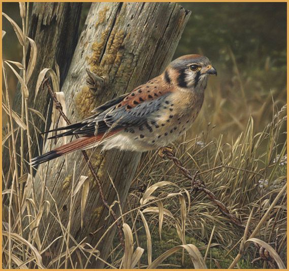 Denis Mayer Jr Hand Signed and Numbered Limited Edition Canvas Giclee:"Patience is Rewarding"