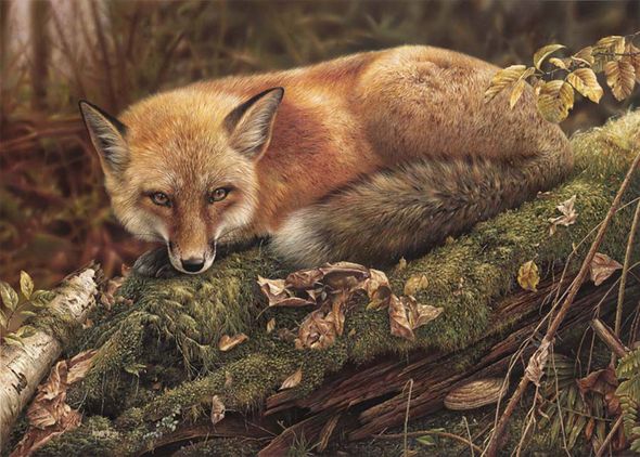 Denis Mayer Jr Hand Signed and Numbered Limited Edition Canvas Giclee:"Sly Wanderer"