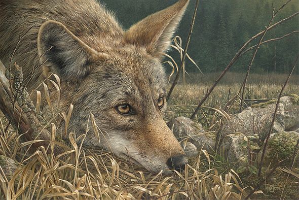 Denis Mayer Jr Hand Signed and Numbered Limited Edition Canvas Giclee:"So Close"