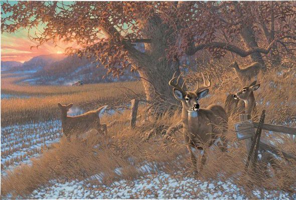 Michael Sieve 24x36 Gallery Wrapped Canvas:"Down From the Ridge - White Tail Deer"