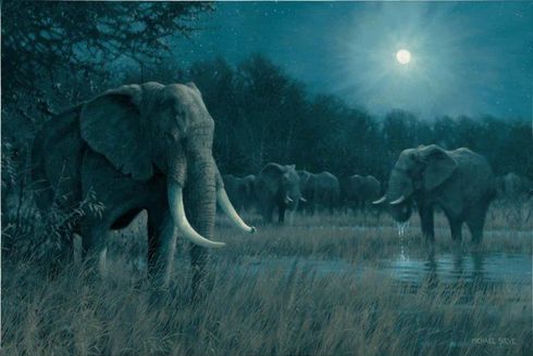 Michael Sieve  24" x 36" Gallery Wrapped Canvas:"Ivory Knight"