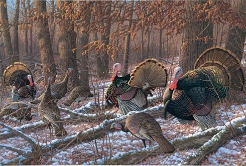 Michael Sieve 24" x 36" Gallery Wrapped Canvas:"Thinkin Spring - Turkeys"