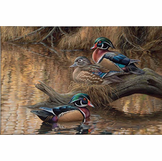 Rosemary Millette Ducks Unlimited 24x36 Gallery Wrapped Canvas Art: "Sitting Pretty Wood Ducks"