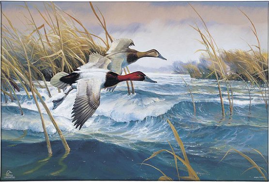  Greg Messier Ducks Unlimited 24x36 Gallery Wrapped Canvas Art: "On the Deck Canvasbacks"