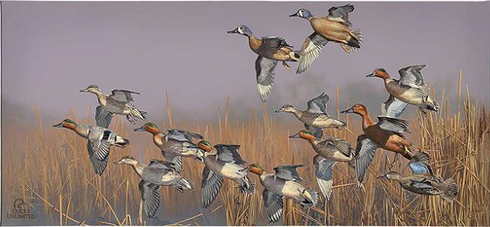 Scot Storm Ducks Unlimited 24x36 Gallery Wrapped Canvas Art: "Teal Time"