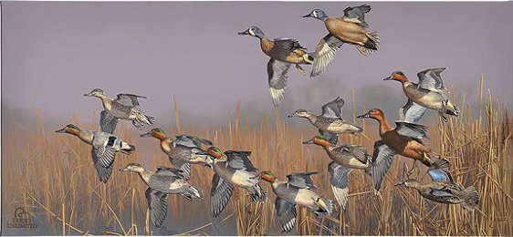 Scot Storm Ducks Unlimited 24x36 Gallery Wrapped Canvas Art: "Teal Time"
