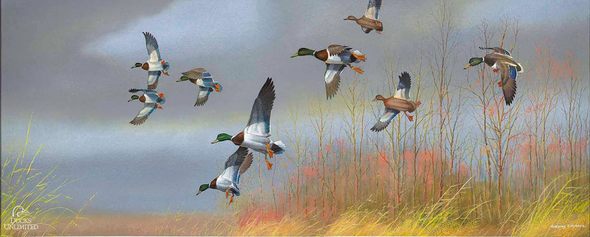 Greg Messier Ducks Unlimited 24x36 Gallery Wrapped Canvas Art:"Returning Home Mallards"