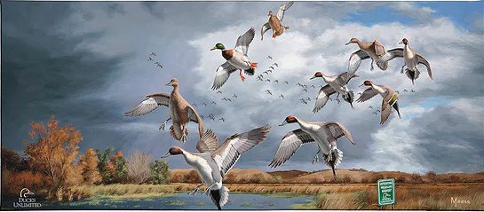 David Maass Ducks Unlimited 24x36 Gallery Wrapped Canvas Art:"Fruits of Your Labor - Pintails and Mallards" 