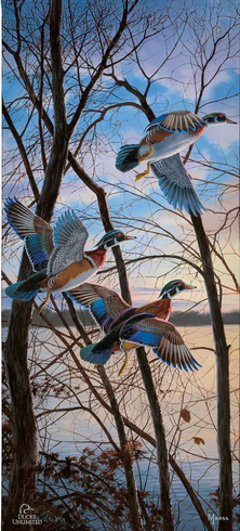 David Maass Ducks Unlimited 24x36 Gallery Wrapped Canvas Art:"Evening Flight - Wood Ducks" 