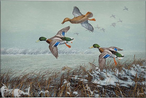 David Maass Ducks Unlimited 24x36 Gallery Wrapped Canvas Art:"Finding Open Water - Mallards" 