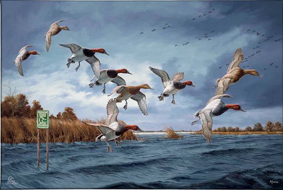 David Maass Ducks Unlimited 24x36 Gallery Wrapped Canvas Art: "Fruits of Your Labor - Canvasbacks"