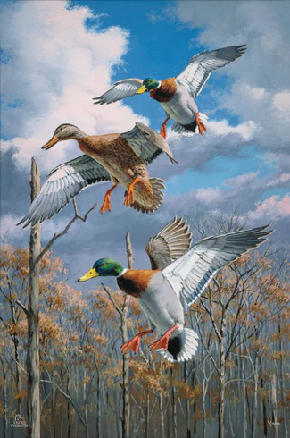 David Maass Ducks Unlimited 24x36 Gallery Wrapped Canvas Art:"Descending Trio - Mallards" 