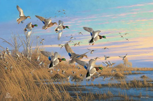Michael Sieve Ducks Unlimited 24x36 Gallery Wrapped Canvas Art: "Dropping in Mallards"