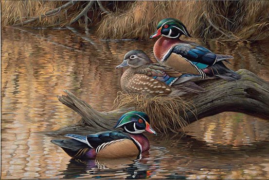 Rosemary Millette Ducks Unlimited 24x36 Gallery Wrapped Canvas Art: "Sitting Pretty Wood Ducks"
