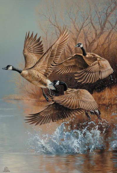 Rosemary Millette Ducks Unlimited 24x36 Gallery Wrapped Canvas Art:"Taking Flight Canada Geese" 