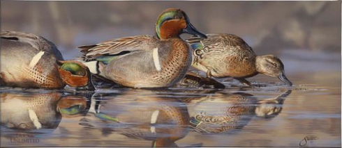 Scot Storm Ducks Unlimited 24x36 Gallery Wrapped Canvas Art: "Dabbling Greens"