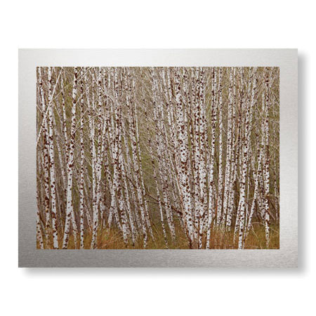 Donald Paulson Limited Edition Ready to Hang Giclee on Brushed Aluminum: "Alder Trees Olympic National Park"