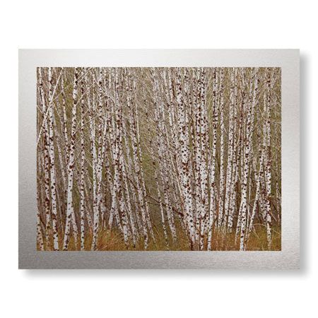 Donald Paulson Limited Edition Ready to Hang Giclee on Brushed Aluminum: "Alder Trees Olympic National Park"