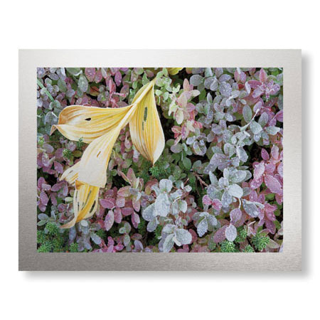 Donald Paulson Limited Edition Ready to Hang Giclee on Brushed Aluminum: "Alpine Frost"