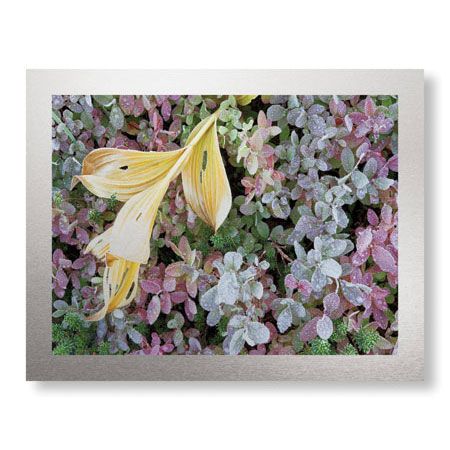 Donald Paulson Limited Edition Ready to Hang Giclee on Brushed Aluminum: "Alpine Frost"