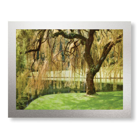Donald Paulson Limited Edition Ready to Hang Giclee on Brushed Aluminum: "Bainbridge Island Willow"