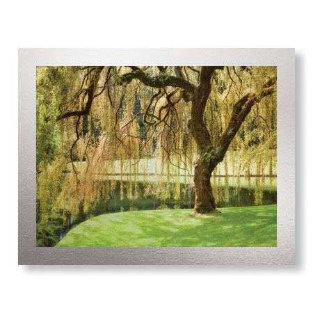 Donald Paulson Limited Edition Ready to Hang Giclee on Brushed Aluminum: "Bainbridge Island Willow"