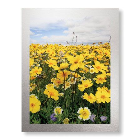 Donald Paulson Limited Edition Ready to Hang Giclee on Brushed Aluminum: "Bursting with Flowers"