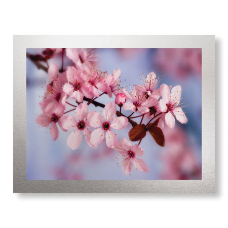 Donald Paulson Limited Edition Ready to Hang Giclee on Brushed Aluminum: "Cherry Blossoms I"