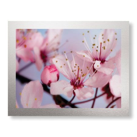 Donald Paulson Limited Edition Ready to Hang Giclee on Brushed Aluminum: "Cherry Blossoms II"