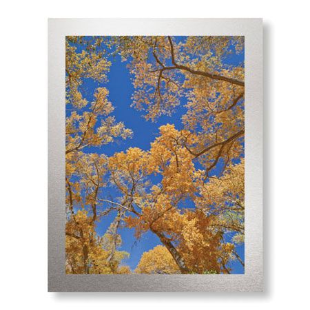 Donald Paulson Limited Edition Ready to Hang Giclee on Brushed Aluminum: "Cottonwoods in Fall"