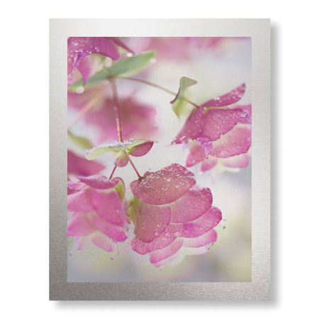 Donald Paulson Limited Edition Ready to Hang Giclee on Brushed Aluminum: "Dew Covered Oregano"