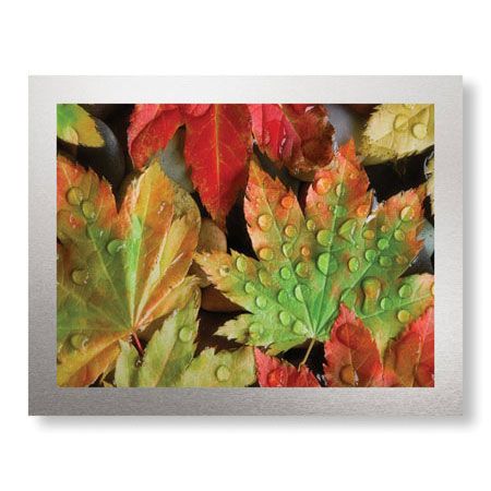 Donald Paulson Limited Edition Ready to Hang Giclee on Brushed Aluminum: "Dew Covered Vine Maple"