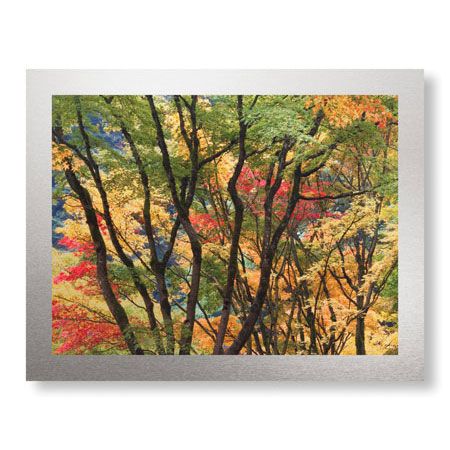 Donald Paulson Limited Edition Ready to Hang Giclee on Brushed Aluminum: "Fall Foliage"
