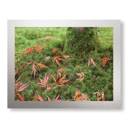 Donald Paulson Limited Edition Ready to Hang Giclee on Brushed Aluminum: "Fall Leaves"