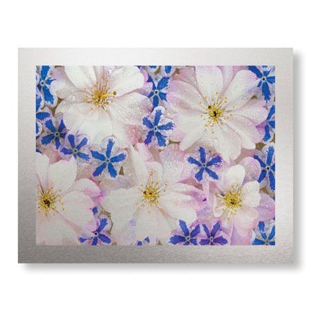 Donald Paulson Limited Edition Ready to Hang Giclee on Brushed Aluminum: "Floating Flowers"