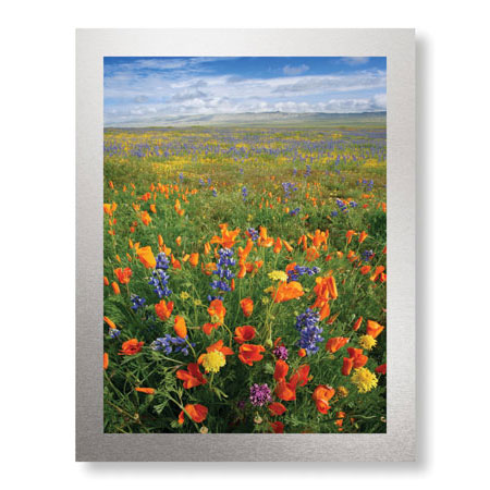 Donald Paulson Limited Edition Ready to Hang Giclee on Brushed Aluminum: "Flowers to the Horizon I"