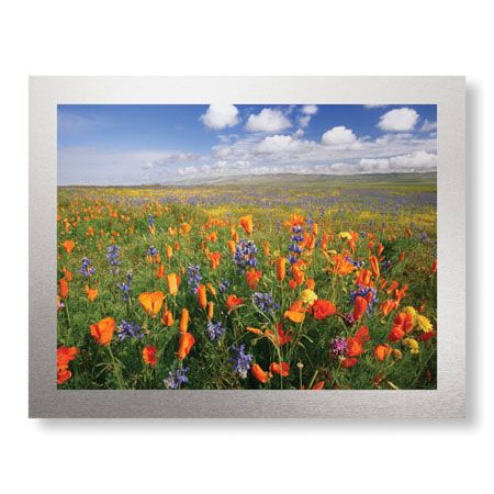 Donald Paulson Limited Edition Ready to Hang Giclee on Brushed Aluminum: "Flowers to the Horizon II"