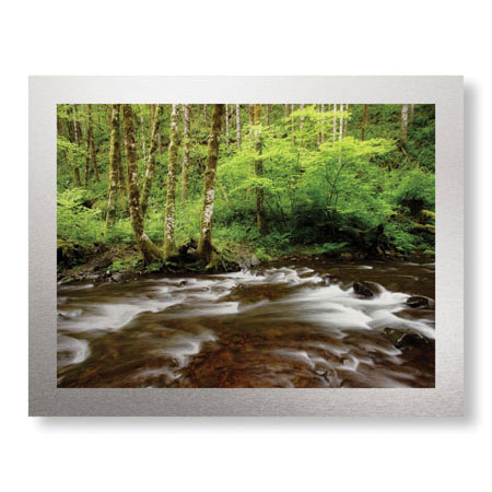 Donald Paulson Limited Edition Ready to Hang Giclee on Brushed Aluminum: "Forest Stream III"