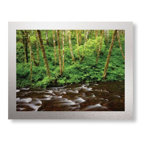 Donald Paulson Limited Edition Ready to Hang Giclee on Brushed Aluminum: "Forest Stream IV"