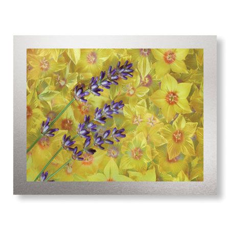 Donald Paulson Limited Edition Ready to Hang Giclee on Brushed Aluminum: "Lavendar and Yellow Loosestrife Blossoms"
