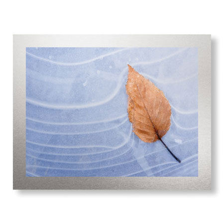 Donald Paulson Limited Edition Ready to Hang Giclee on Brushed Aluminum: "Leaf Frozen in Ice"