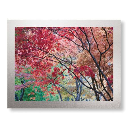 Donald Paulson Limited Edition Ready to Hang Giclee on Brushed Aluminum: "Lithia Park Fall Color I"