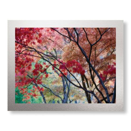 Donald Paulson Limited Edition Ready to Hang Giclee on Brushed Aluminum: "Lithia Park Fall Color II"