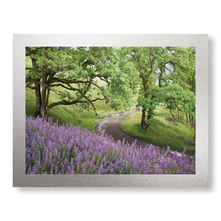 Donald Paulson Limited Edition Ready to Hang Giclee on Brushed Aluminum: "Lupine and Oaks"